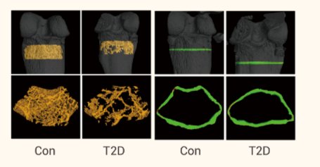 动物造模攻略|11月14日 联合国糖尿病日：破