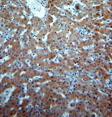 HM13 antibody|HM13抗体