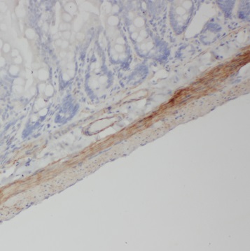 NPY4R antibody|NPY4R抗体