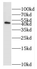 EXOG antibody|EXOG抗体