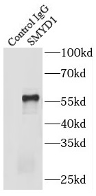 SENP3 antibody|SENP3抗体