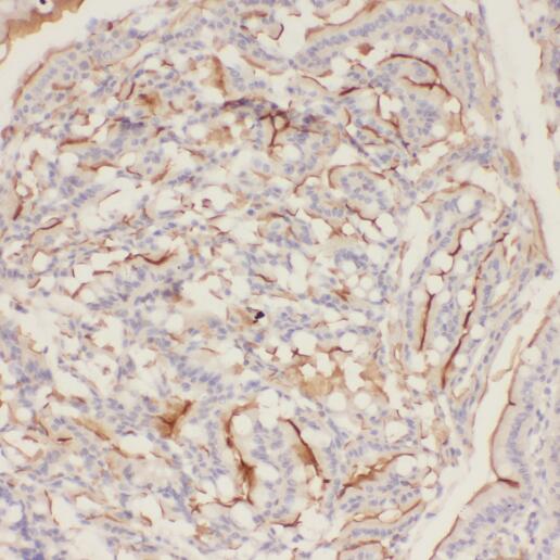 P2RY13 antibody|P2RY13抗体