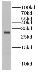 FAM3D antibody|FAM3D抗体