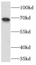 PGLYRP2 antibody|PGLYRP2抗体