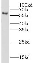 LIN9 antibody|LIN9抗体