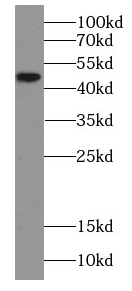 GNAS antibody|GNAS抗体 FNab05663