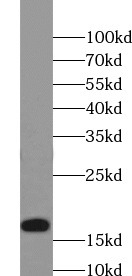 Histone-H3 antibody|Histone-H3