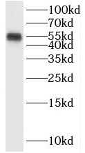 SAAL1 antibody|SAAL1抗体