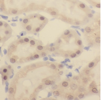 EIF4A3 antibody|EIF4A3抗体 FNab0