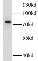 Utp4 antibody|Utp4抗体