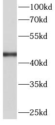 FH antibody|FH抗体 FNab03106