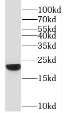 PGPEP1 antibody|PGPEP1抗体