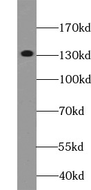 RBL2 antibody|RBL2抗体