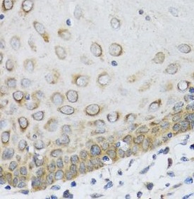 FAM20A antibody|FAM20A抗体