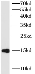 BATF antibody|BATF抗体