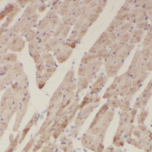 EGLN1 antibody|EGLN1抗体 FNab063