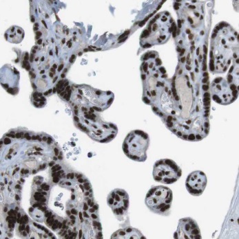 MCM2 antibody|MCM2抗体 FNab05056