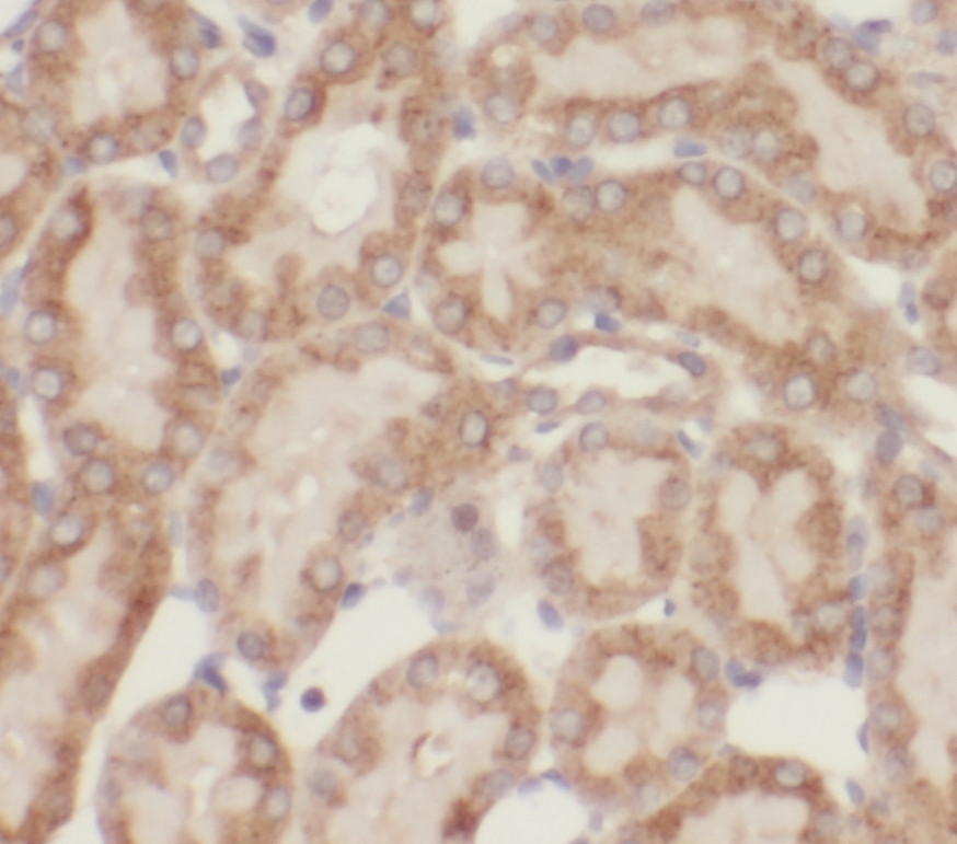 OPLAH antibody|OPLAH抗体