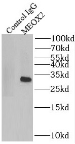 LIN9 antibody|LIN9抗体