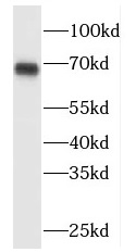 MAPK4 antibody|MAPK4抗体 FNab049