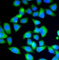 LC3B-Specific antibody|LC3B抗体