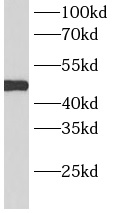 PSMC4 antibody|PSMC4抗体