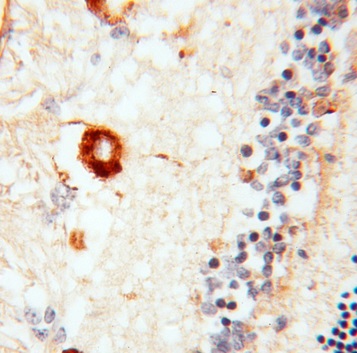 RBP3 antibody|RBP3抗体