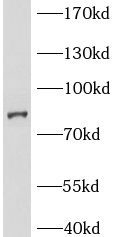 BCL2L13 antibody|BCL2L13抗体