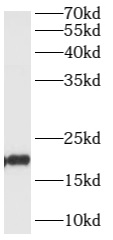 ARL1 antibody|ARL1抗体