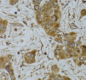 TNFSF13 antibody|TNFSF13抗体