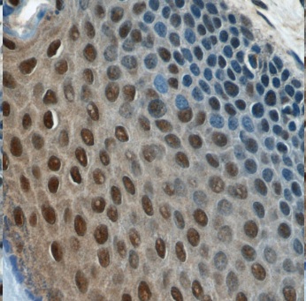 MORF4L1 antibody|MORF4L1抗体