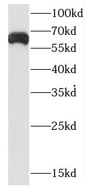 CDK19 antibody|CDK19抗体