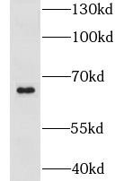 GPR107 antibody|GPR107抗体