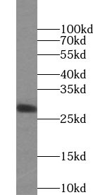 SECTM1 antibody|SECTM1抗体 FNab0
