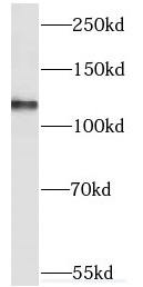 RELCH antibody|RELCH抗体