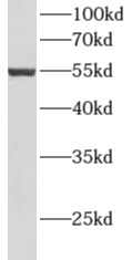 ALDH3A2 antibody|ALDH3A2抗体