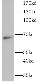 REL antibody|REL抗体 FNab10326