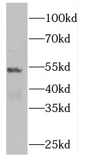 PLEKHO2 antibody|PLEKHO2抗体