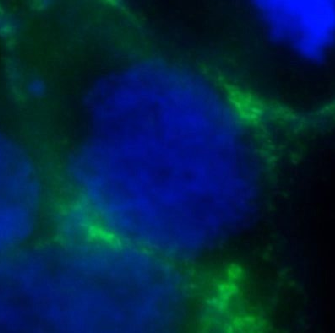 ORAI1 antibody|ORAI1抗体 FNab060