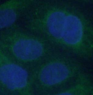 CEP250 antibody|CEP250抗体