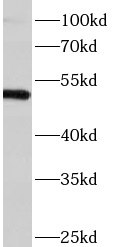 SRP54 antibody|SRP54抗体 FNab082