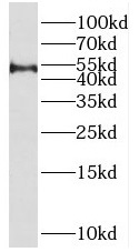 SPAG6 antibody|SPAG6抗体
