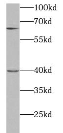 STX12 antibody|STX12抗体