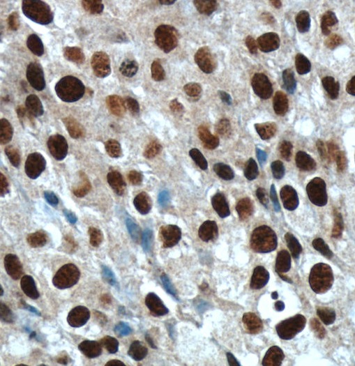 Histone-H3 antibody|Histone-H3