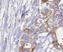 TWNK antibody|TWNK抗体 FNab09116