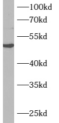ARMCX1 antibody|ARMCX1抗体