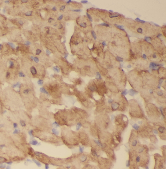 SCO2 antibody|SCO2抗体