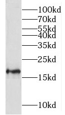 MRPL23 antibody|MRPL23抗体