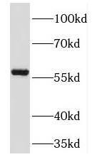TM7SF2 antibody|TM7SF2抗体