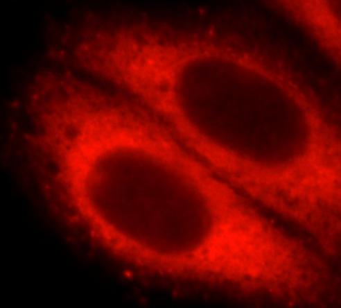 STX12 antibody|STX12抗体